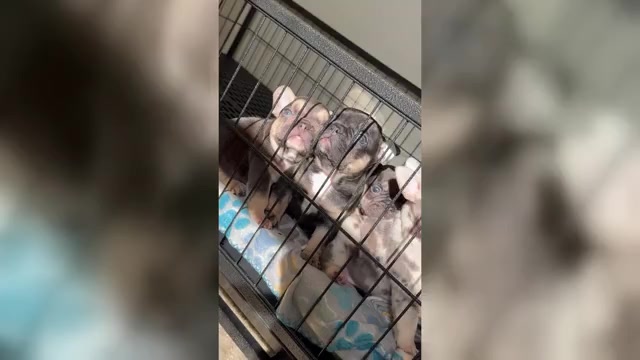 Video preview image #2 French Bulldog Puppy For Sale in GREENVILLE, SC, USA