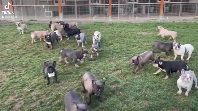 Video preview image #1 French Bulldog Puppy For Sale in FORT PLAIN, NY, USA