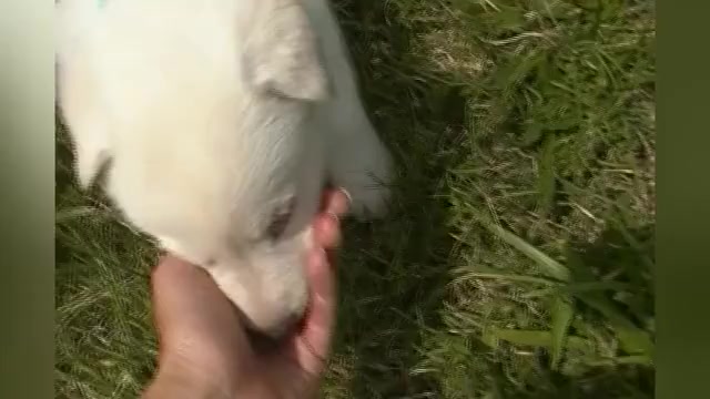 Video preview image #1 German Shepherd Dog Puppy For Sale in PIEDMONT, MO, USA