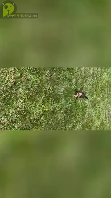 Video preview image #18 Yorkshire Terrier Puppy For Sale in WARSAW, IN, USA