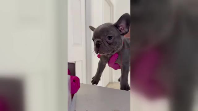 Video preview image #3 French Bulldog Puppy For Sale in RIVERSIDE, CA, USA