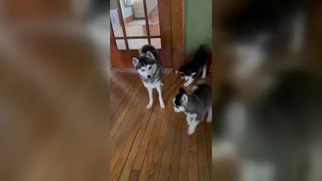 Video preview image #1 Pomsky Puppy For Sale in VENUS, PA, USA
