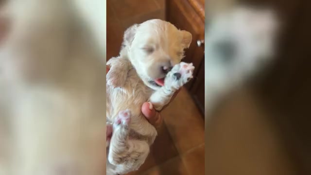 Video preview image #1 Maltipoo (Toy) Puppy For Sale in CARLSBAD, CA, USA