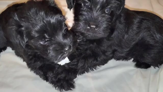Video preview image #5 Schnauzer (Miniature) Puppy For Sale in ENID, OK, USA