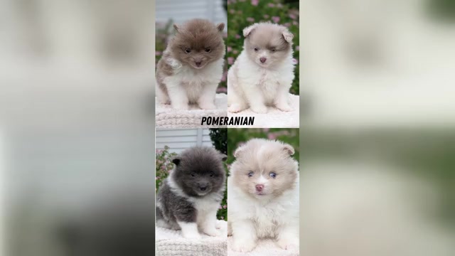 Video preview image #1 Pomeranian Puppy For Sale in GOSHEN, IN, USA