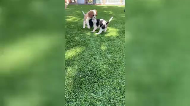 Video preview image #15 Cavalier King Charles Spaniel Puppy For Sale in SANTA ROSA, CA, USA