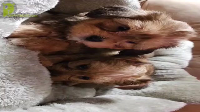 Video preview image #7  Breeder Profile in NEENAH, WI, USA