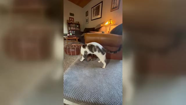 Video preview image #3 Poocan Puppy For Sale in FAIR OAKS, CA, USA