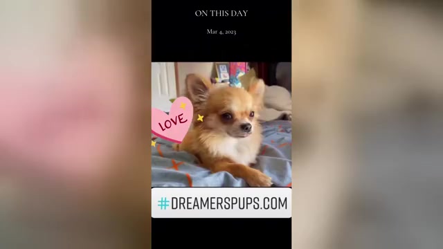 Video preview image #21  Breeder Profile in ADAMSVILLE, TN, USA