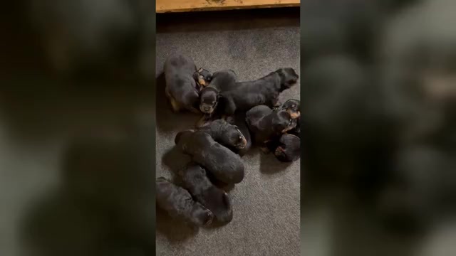 Video preview image #2 Rottweiler Puppy For Sale in PINEHURST, NC, USA