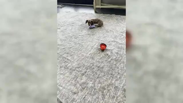 Video preview image #1 Dachshund Puppy For Sale in WARSAW, IN, USA