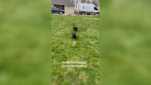 Video preview image #1 Labrador Retriever Puppy For Sale in FREDERICKSBG, OH, USA