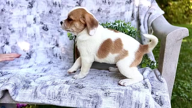 Video preview image #5 Puggle Puppy For Sale in WAKARUSA, IN, USA