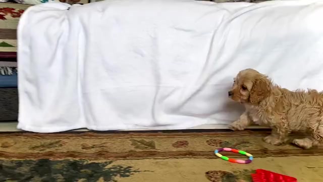 Video preview image #3 Cavapoo (Miniature) Puppy For Sale in WAKARUSA, IN, USA