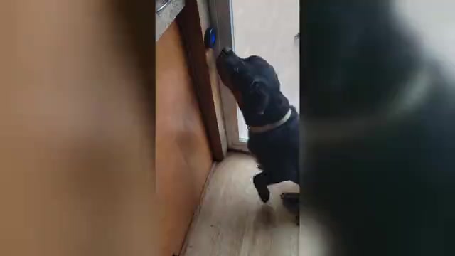 Video preview image #1 Rottweiler Puppy For Sale in GENEVA, NY, USA