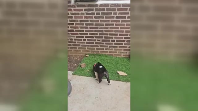 Video preview image #3 Presa Canario Puppy For Sale in PHILADELPHIA, PA, USA