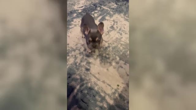 Video preview image #1  Breeder Profile in BLOOMINGTON, UT, USA