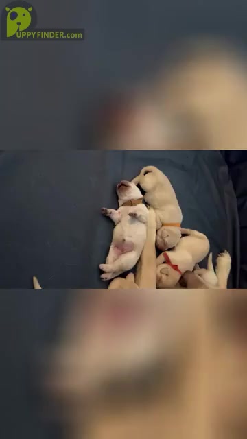 Video preview image #2 Labrador Retriever Puppy For Sale in RANTOUL, IL, USA