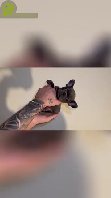 Video preview image #1 French Bulldog Puppy For Sale in CHULA VISTA, CA, USA