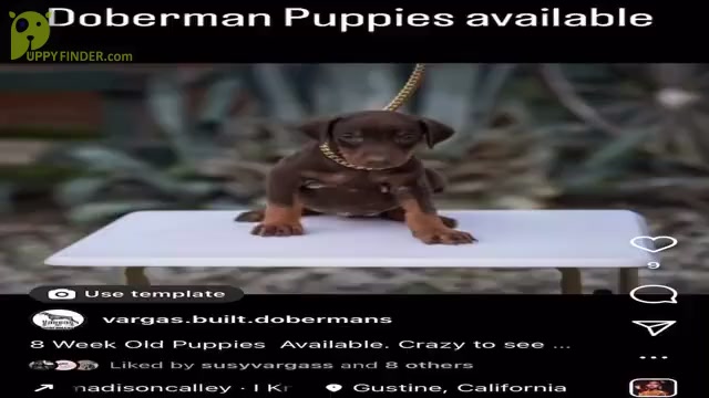 Video preview image #2 Doberman Pinscher Puppy For Sale in GUSTINE, CA, USA
