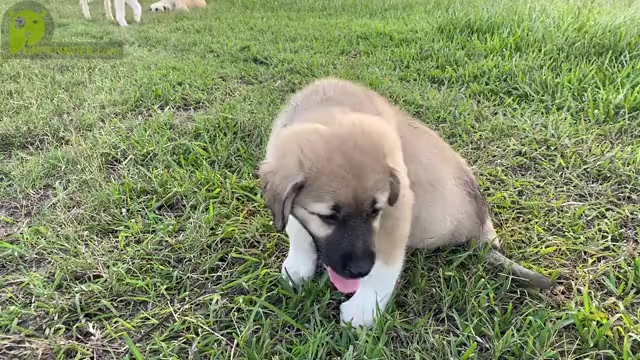 Video preview image #3 Anatolian Shepherd Puppy For Sale in ROBSTOWN, TX, USA