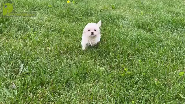Video preview image #18 Maltese Puppy For Sale in WARSAW, IN, USA