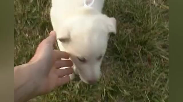 Video preview image #1 German Shepherd Dog Puppy For Sale in PIEDMONT, MO, USA