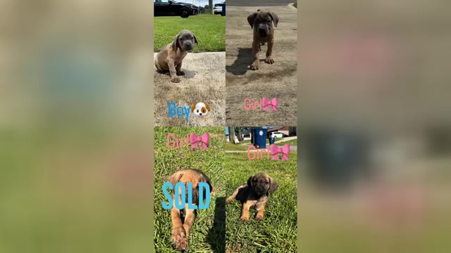 Video preview image #1 Cane Corso Puppy For Sale in DOTHAN, AL, USA