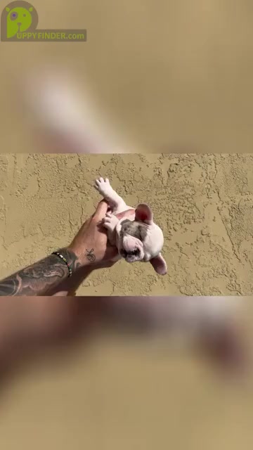 Video preview image #6 French Bulldog Puppy For Sale in SAN DIEGO, CA, USA