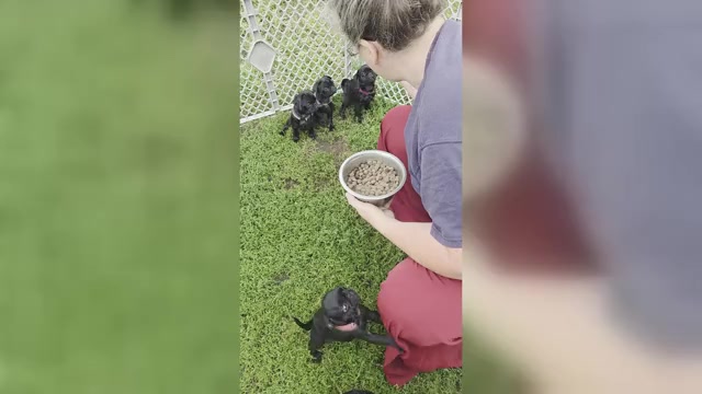 Video preview image #3 Pug Puppy For Sale in HILLSDALE, MI, USA