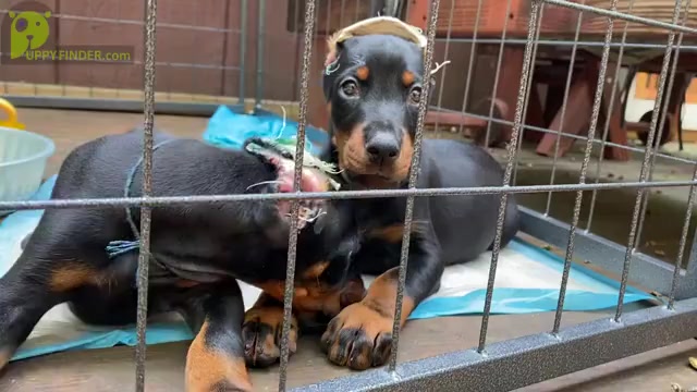 Video preview image #1 Doberman Pinscher Puppy For Sale in NEW BRUNSWICK, NJ, USA