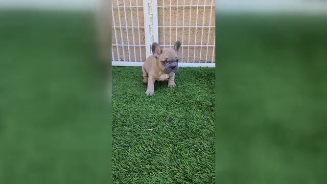 Video preview image #2 French Bulldog Puppy For Sale in LAS VEGAS, NV, USA
