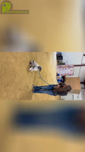 Video preview image #2  Breeder Profile in NOLENSVILLE, TN, USA
