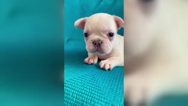 Video preview image #1 French Bulldog Puppy For Sale in WEST HOLLYWOOD, CA, USA