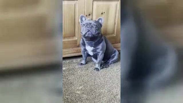 Video preview image #2  Breeder Profile in SANTA ANA, CA, USA