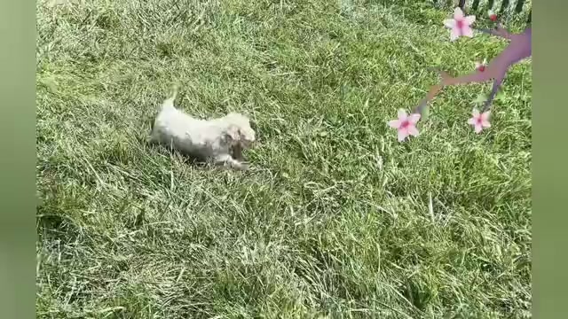 Video preview image #1 Maltipoo Puppy For Sale in WARSAW, IN, USA