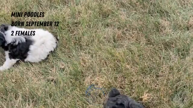 Video preview image #3 Poodle (Miniature) Puppy For Sale in GOSHEN, IN, USA