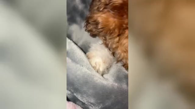 Video preview image #2 Havachon-Shih-Poo Mix Puppy For Sale in DORCHESTER, MA, USA