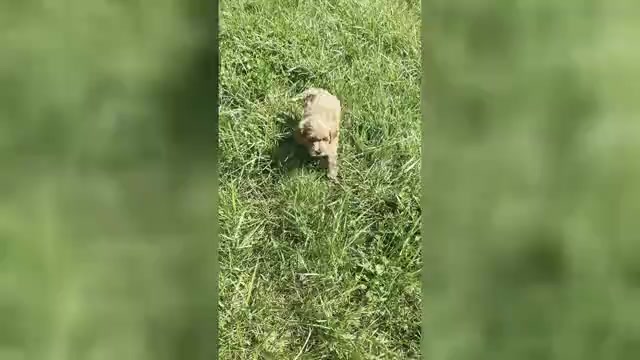 Video preview image #4 Maltipoo (Toy) Puppy For Sale in WARSAW, IN, USA