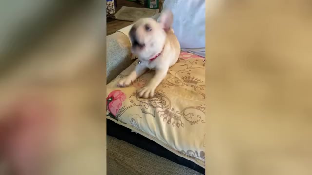 Video preview image #1 French Bulldog Puppy For Sale in WOODRUFF, SC, USA