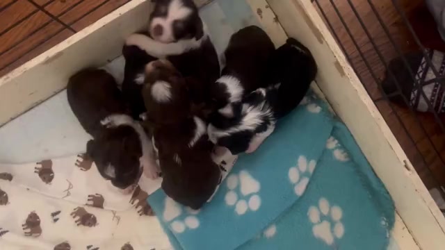 Video preview image #1 Yorkshire Terrier Puppy For Sale in ROCKFORD, IL, USA