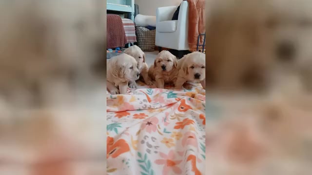 Video preview image #1 Golden Retriever Puppy For Sale in AUSTIN, TX, USA