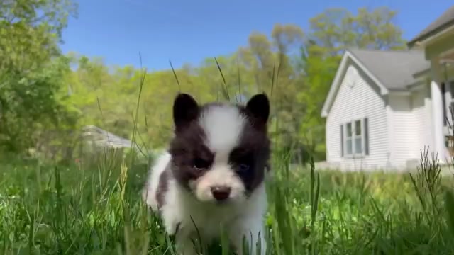 Video preview image #1 Pomsky Puppy For Sale in DRACUT, MA, USA
