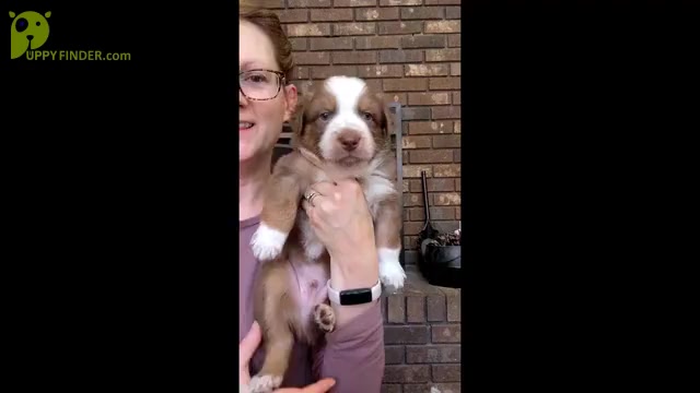 Video preview image #5 Australian Shepherd Puppy For Sale in MARYVILLE, TN, USA