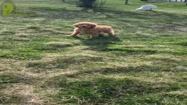 Video preview image #1 Miniature Australian Shepherd-Poodle (Toy) Mix Puppy For Sale in WARSAW, IN, USA