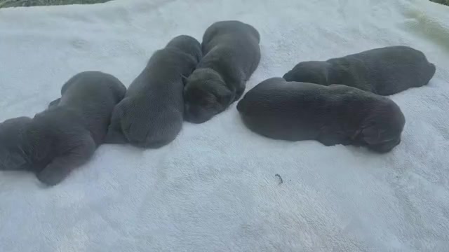 Video preview image #26 Cane Corso Puppy For Sale in COLUMBIA, SC, USA