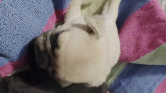 Video preview image #8 Pug Puppy For Sale in HILLSDALE, MI, USA