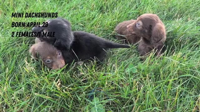 Video preview image #2 Dachshund Puppy For Sale in GOSHEN, IN, USA