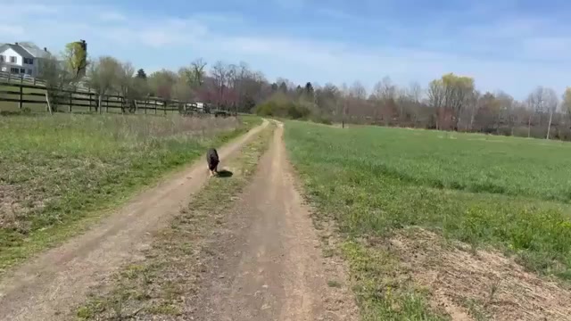 Video preview image #1 German Shepherd Dog Puppy For Sale in NEWVILLE, PA, USA