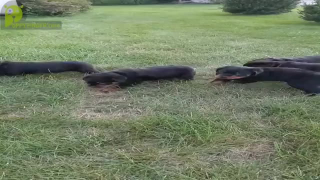 Video preview image #1 Rottweiler Puppy For Sale in LEOLA, PA, USA
